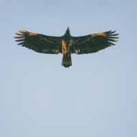 Non Dual Spiritual Teachers