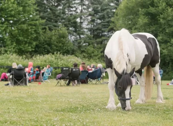 equine therapy unique counselling sessions
